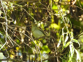 Kamchatka Leaf Warbler 祖父江ワイルドネイチャー緑地 Tue, 10/25/2022