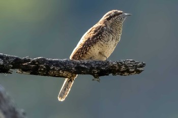 Eurasian Wryneck 多摩川 Fri, 10/28/2022