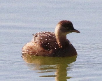 2022年10月28日(金) 上石津ミサンザイ古墳(お堀)の野鳥観察記録