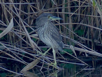 Black-crowned Night Heron 小畔水鳥の郷公園 Fri, 10/28/2022