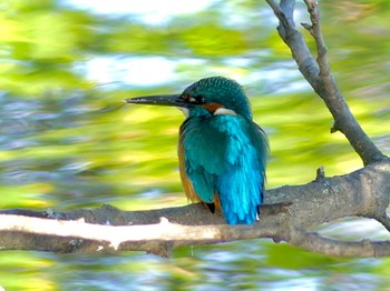 Common Kingfisher 小畔水鳥の郷公園 Fri, 10/28/2022