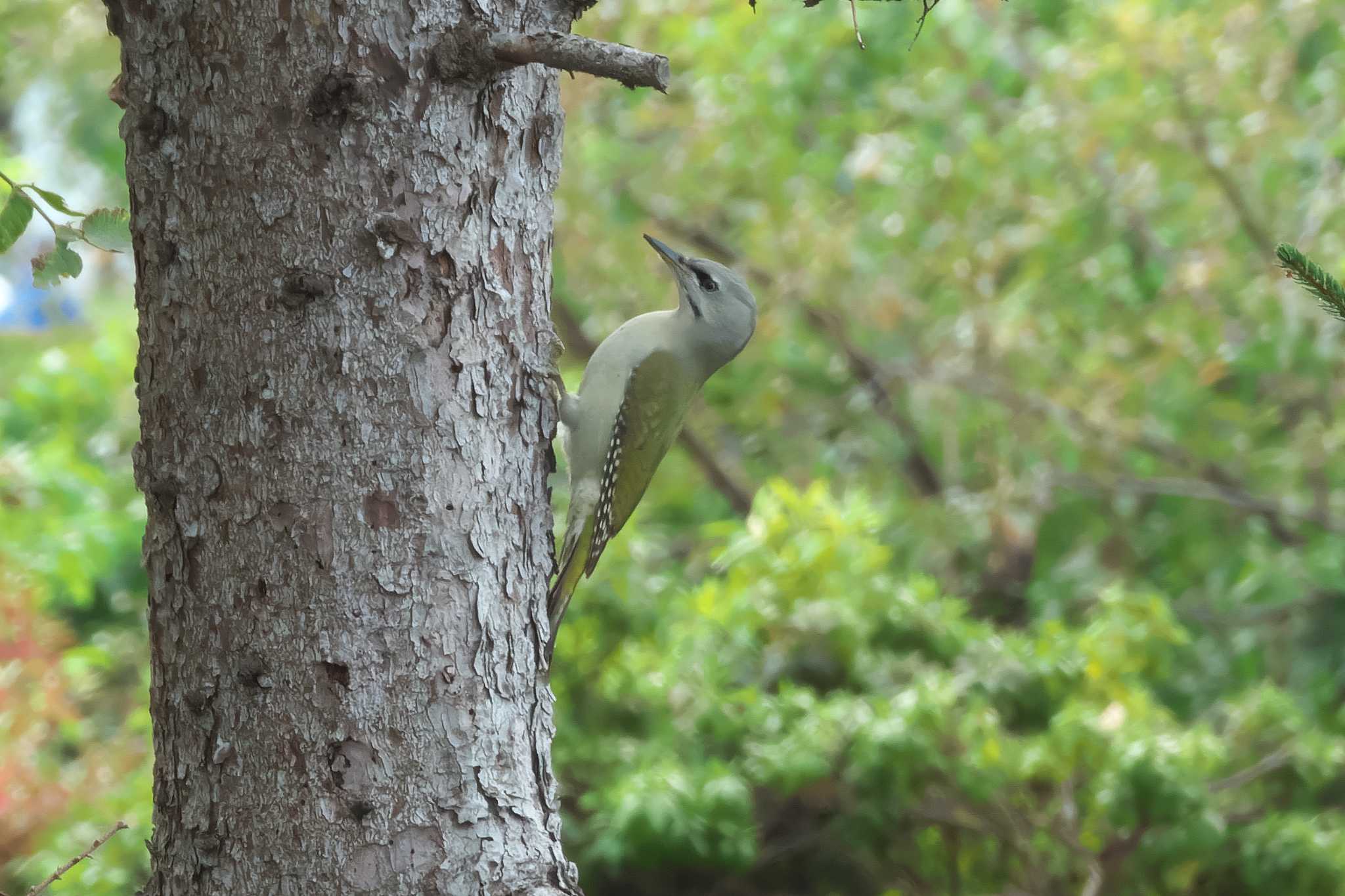 Photo of Grey-headed Woodpecker at 網走市 by 禽好き