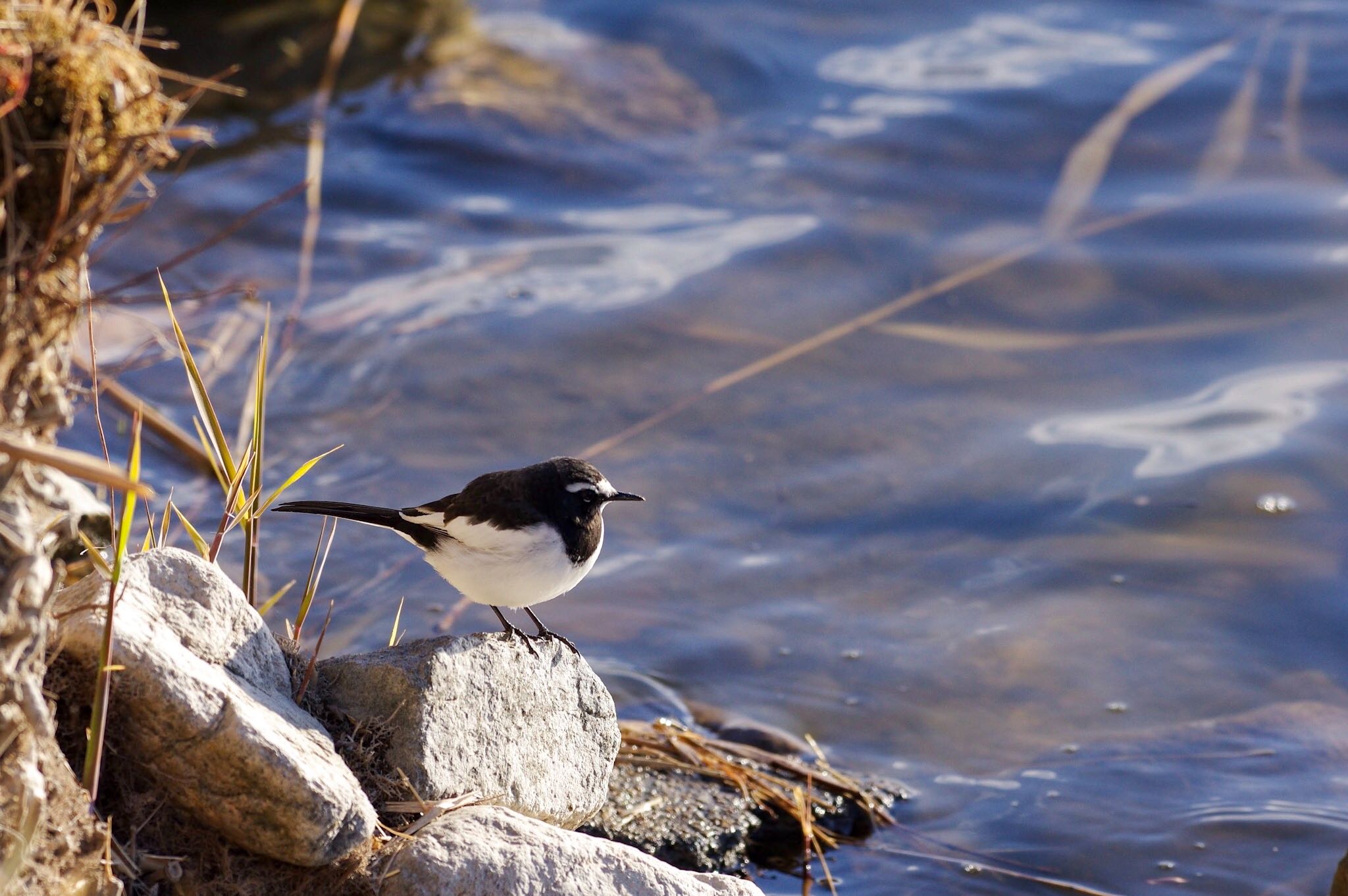 Photo of Japanese Wagtail at 兵庫宝塚市 by アール・ケー