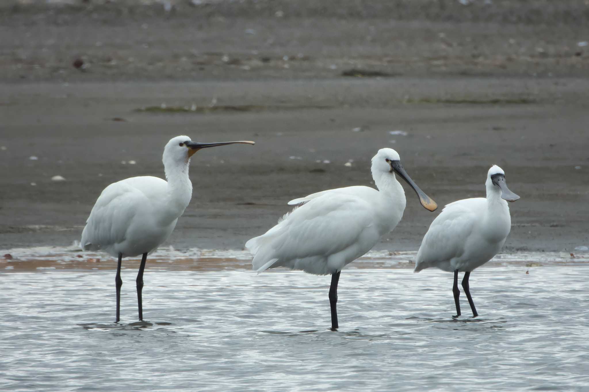 Eurasian Spoonbill