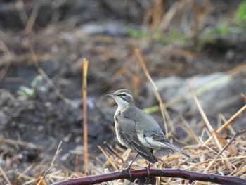 Eastern Yellow Wagtail(simillima) Iriomote Island(Iriomotejima) Sun, 10/16/2022