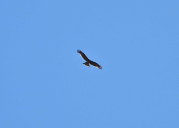 Black Kite Unknown Spots Thu, 10/20/2022