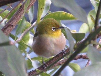 Warbling White-eye Unknown Spots Sun, 2/6/2022