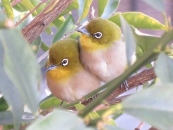 Warbling White-eye Unknown Spots Mon, 1/31/2022