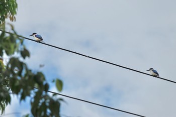 モリショウビン Black Mountain Rd(Kuranda,Australia) 2022年10月3日(月)