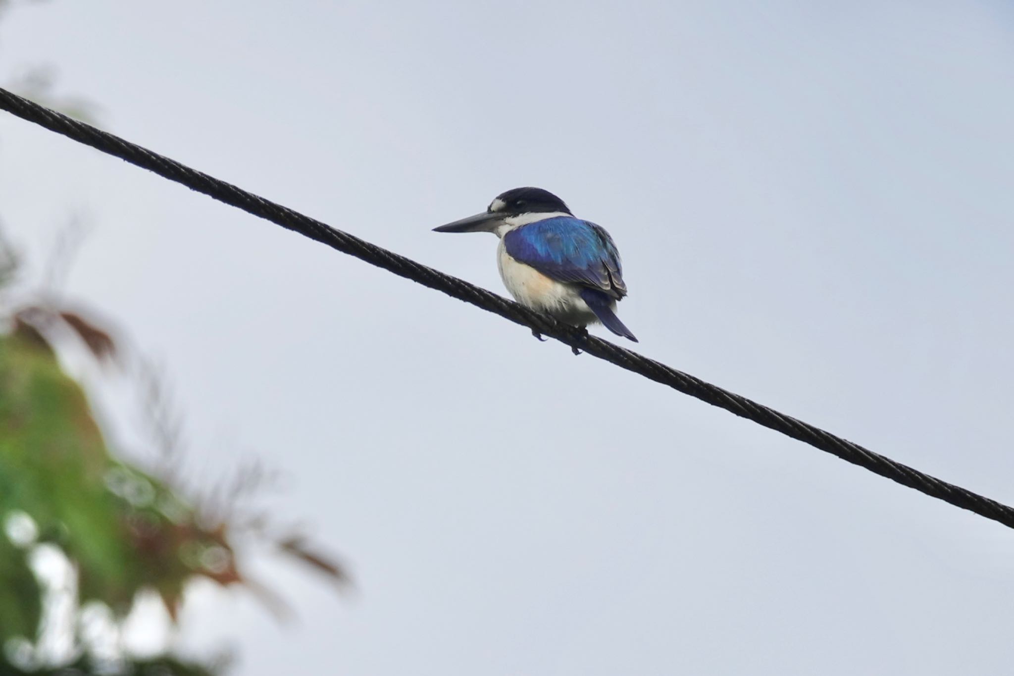 Photo of Forest Kingfisher at Black Mountain Rd(Kuranda,Australia) by のどか