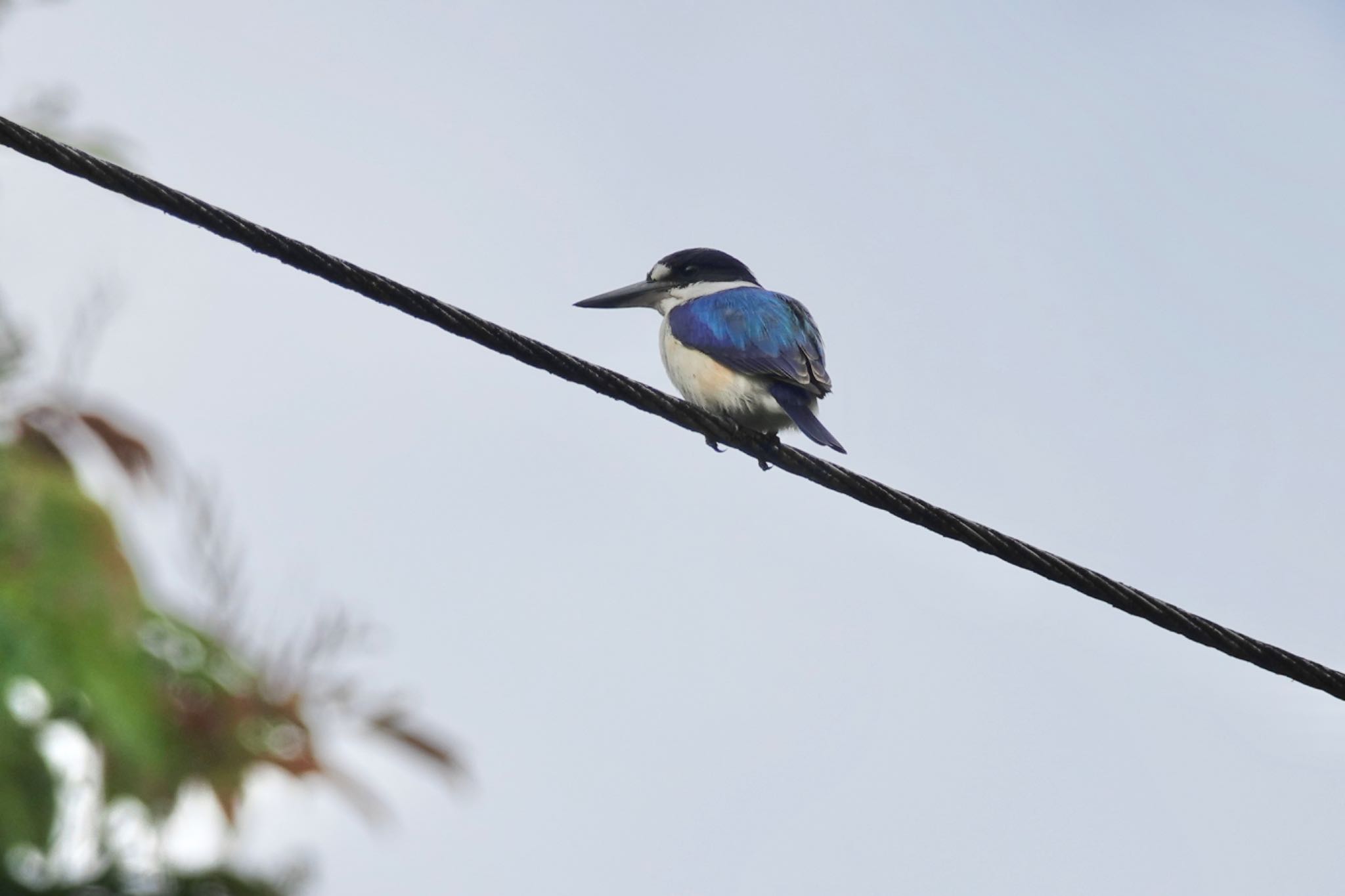 Forest Kingfisher