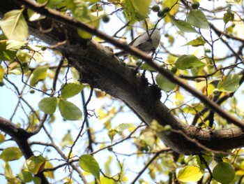 2022年10月28日(金) 日比谷公園の野鳥観察記録