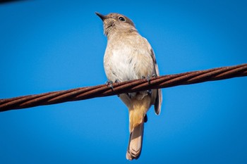 Daurian Redstart 静岡県 Fri, 10/28/2022