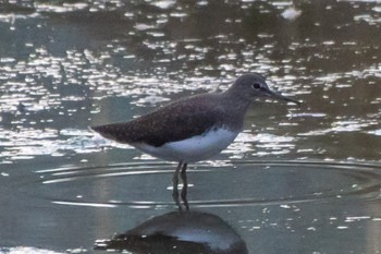 Green Sandpiper 静岡県 Fri, 10/28/2022