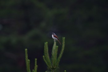 Tiger Shrike Unknown Spots Sat, 6/26/2021