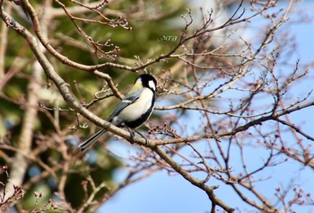 シジュウカラ 場所が不明 2017年3月29日(水)