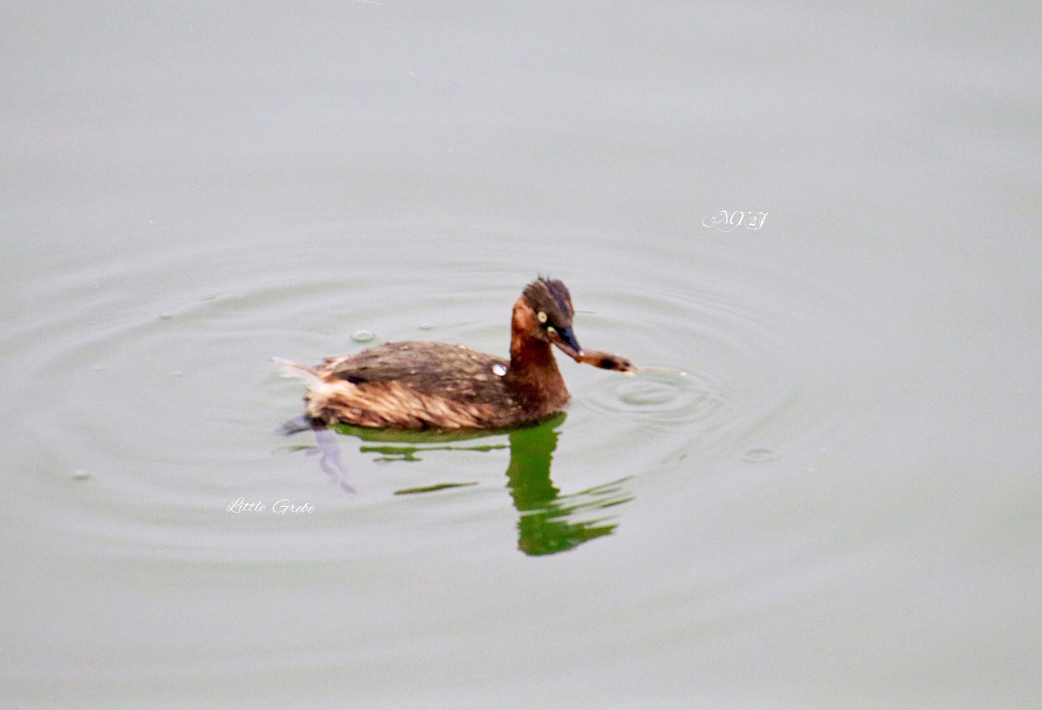 ツ！かまえた。 by Haru Tukasa