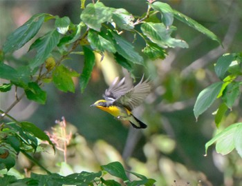 Narcissus Flycatcher 東京都立桜ヶ丘公園(聖蹟桜ヶ丘) Sun, 10/23/2022