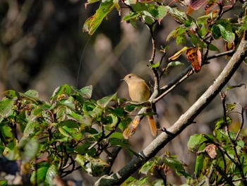 Daurian Redstart 東京都立桜ヶ丘公園(聖蹟桜ヶ丘) Sun, 10/23/2022