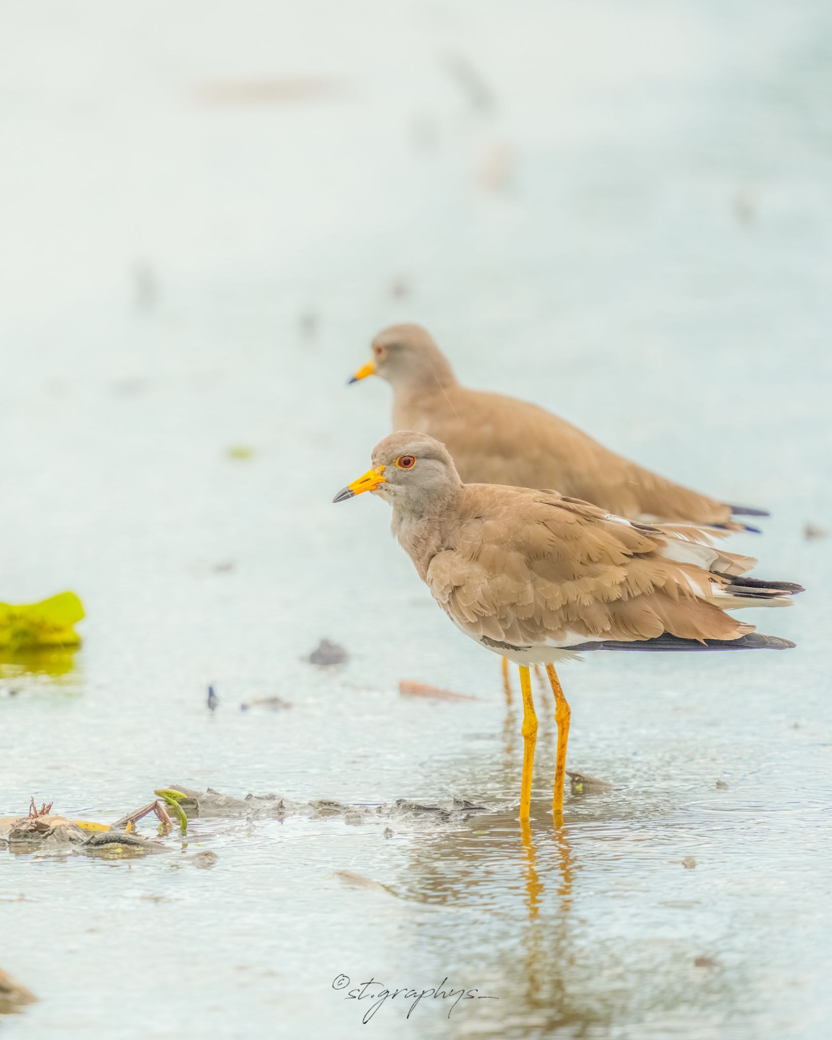  ケリの写真 by wildbirder_