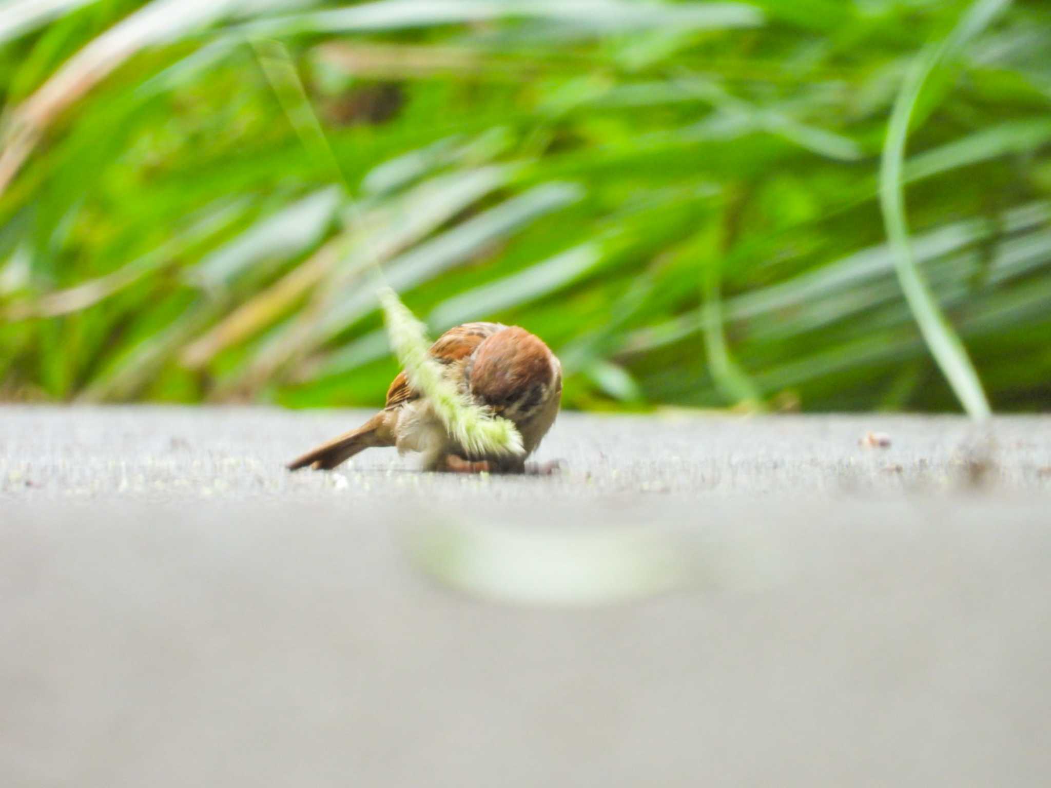 よいしょっと by NM🐥📷