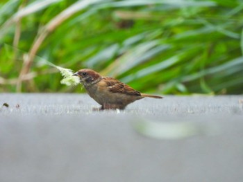 Eurasian Tree Sparrow Tokyo Port Wild Bird Park Sun, 9/11/2022