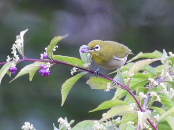 Warbling White-eye 箱根町仙石原 Sun, 10/9/2022