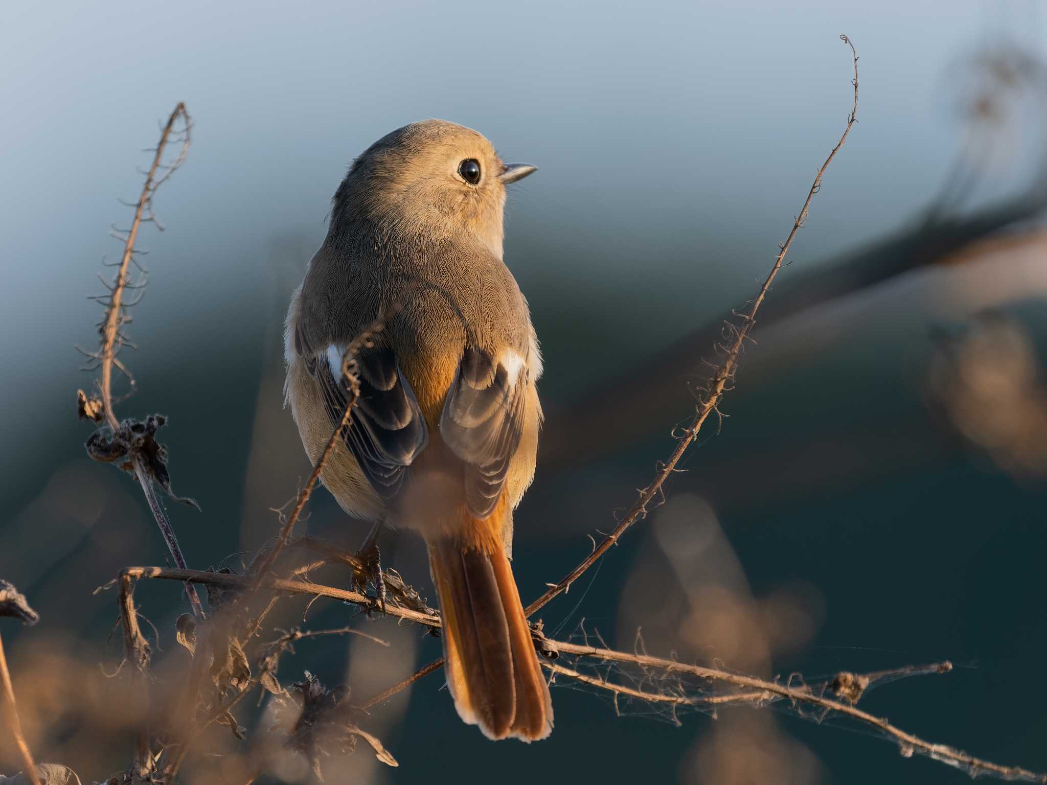 涸沼 ジョウビタキの写真