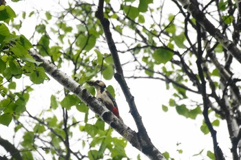 アカゲラ 長野県 撮影日未設定