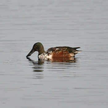 Northern Shoveler Kiritappu Wetland Fri, 10/28/2022