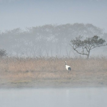 Red-crowned Crane Kiritappu Wetland Fri, 10/28/2022