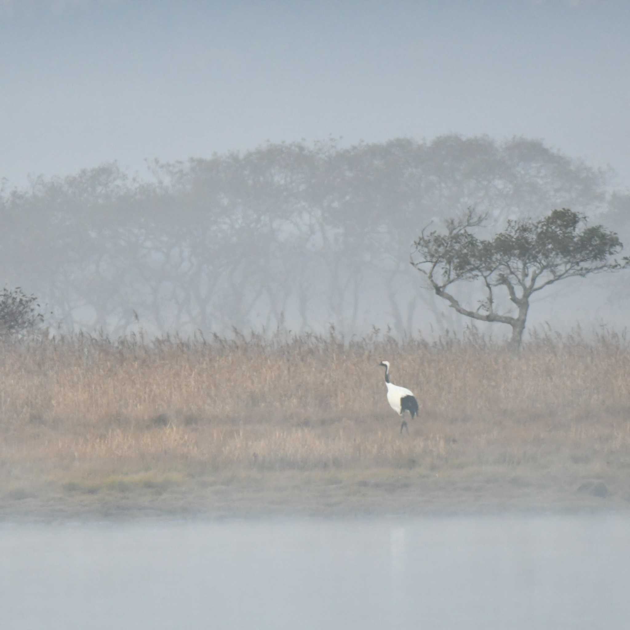 霧多布湿原 タンチョウの写真 by オガワミチ