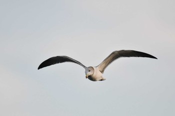 Black-tailed Gull Kiritappu Wetland Fri, 10/28/2022