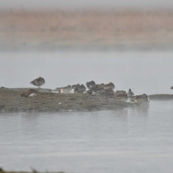 Greater Scaup Kiritappu Wetland Fri, 10/28/2022