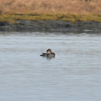 Red-breasted Merganser Kiritappu Wetland Fri, 10/28/2022