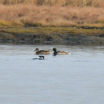 Mallard Kiritappu Wetland Fri, 10/28/2022