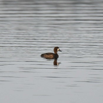 Greater Scaup Kiritappu Wetland Fri, 10/28/2022