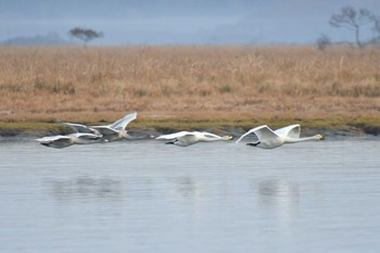 Whooper Swan Kiritappu Wetland Fri, 10/28/2022