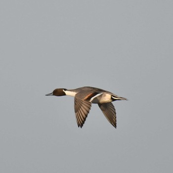 Northern Pintail Kiritappu Wetland Fri, 10/28/2022