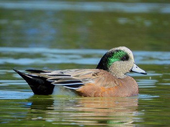 2022年10月28日(金) 大阪鶴見緑地の野鳥観察記録