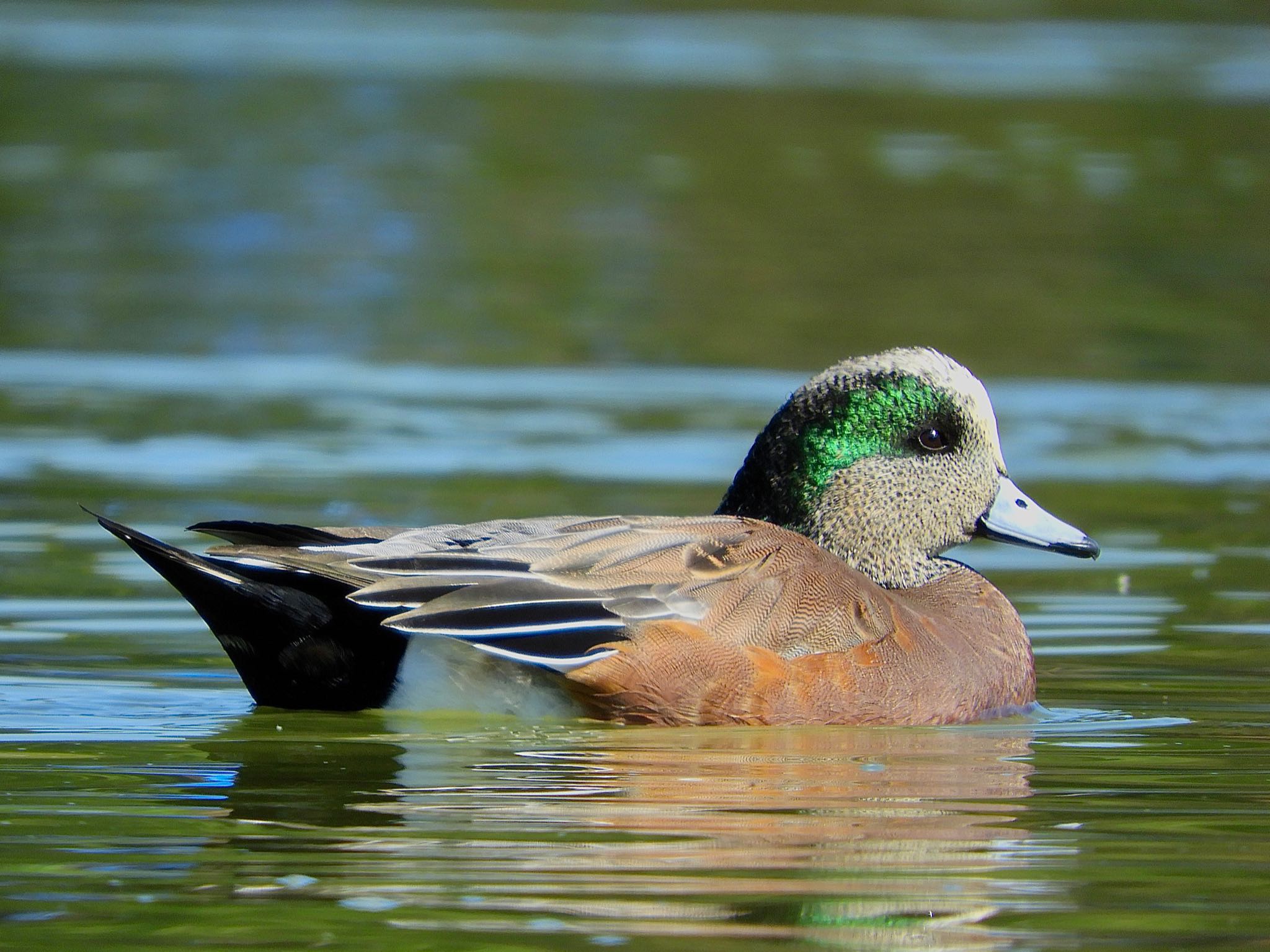 American Wigeon