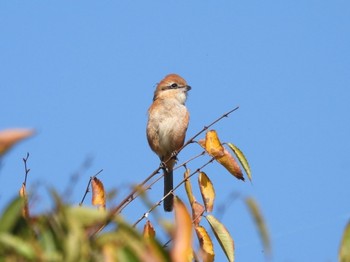 Bull-headed Shrike 岡山県 Sun, 10/23/2022