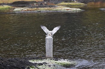 ウミネコ 佐渡ヶ島 2022年10月23日(日)