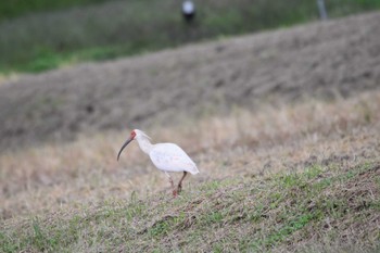 2022年10月23日(日) 佐渡ヶ島の野鳥観察記録