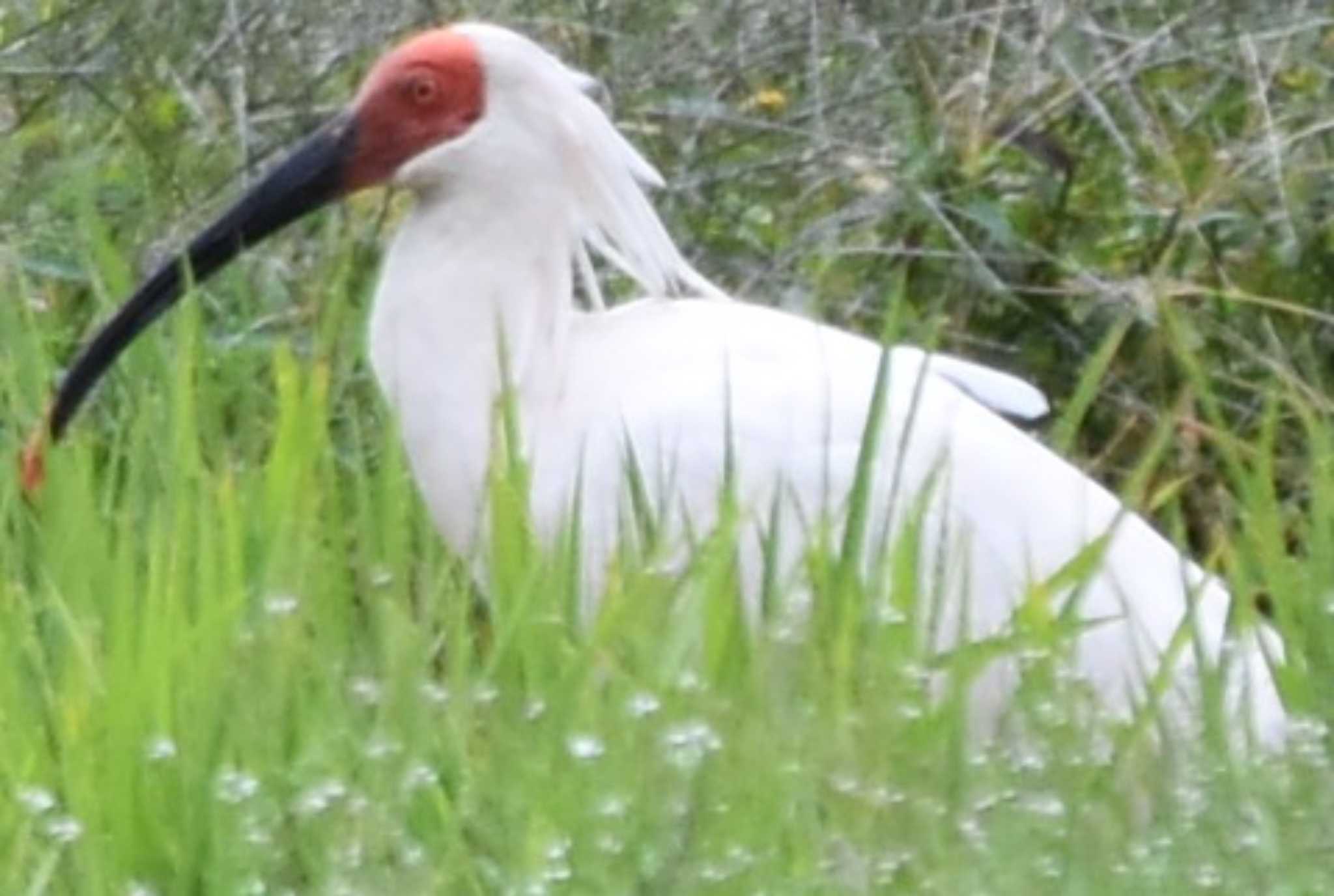 佐渡ヶ島 トキの写真