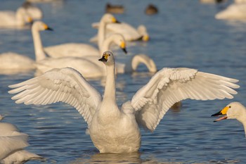 Sat, 1/6/2018 Birding report at 本埜村白鳥の郷