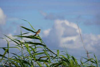 Sun, 8/14/2022 Birding report at サロベツ湿原センター(サロベツ原生花園)