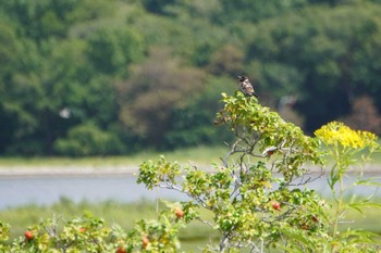 2022年8月17日(水) 能取湖の野鳥観察記録