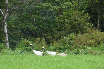 タンチョウ 鶴居村 2022年8月18日(木)