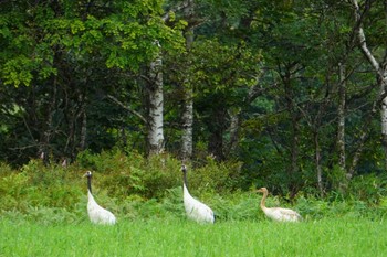 タンチョウ 鶴居村 2022年8月18日(木)